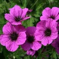 Geranium Oil