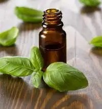 Holy Basil Oil