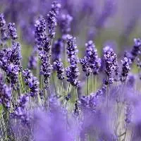 Lavender Oil 40/42