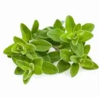 Marjoram Sweet Oil
