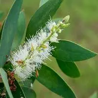 Niaouli Oil
