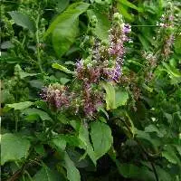 Patchouli Oil