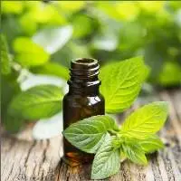 Peppermint Oil