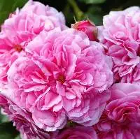 Rose Centifolia Absolute