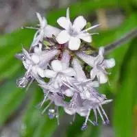Spike Lavender Oil
