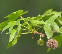 Styrax Absolute