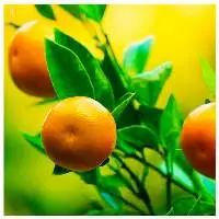 Tangerine Oil