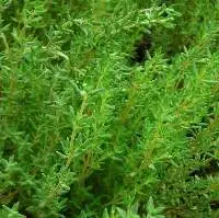 Thyme Oil