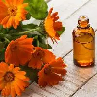 Calendula Oil