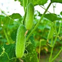 Cucumber Oil