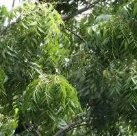 Neem Oil
