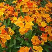 Wallflower Absolute Oil