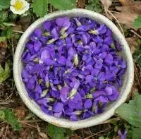 Violet Leaf Absolute Oil