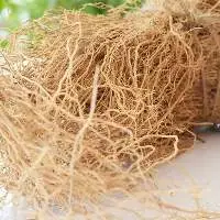 Vetiver Absolute Oil