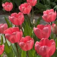 Tulip Absolutel Oil