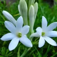 Tuberose  Oil
