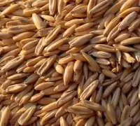 Feed grains