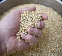 Malting Barley