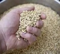 Malting Barley