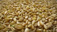 Durum Wheat