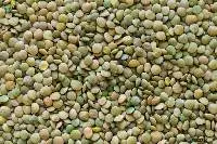 Green Lentil