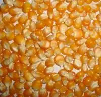 Yellow Corn and White Corn