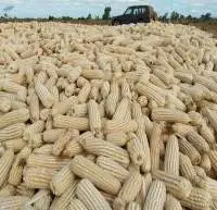 Dried White Corn/Maize