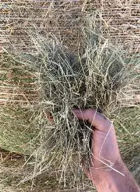 Bermuda / Bermuda Hay