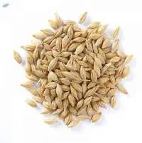 High Quality Barley