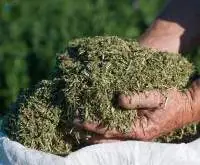 Lucerne Chaff / Lucerne Hay
