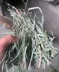 Orchard Grass