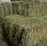 Premium Timothy Hay