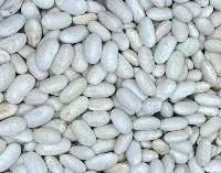 Cannellini Beans Alubia