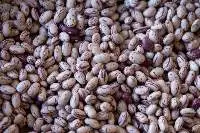 Cranberry Beans