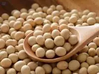 Top Quality Soya Beans