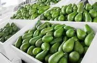 Avocados From Elsewhere