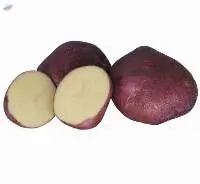 Arran Victory Potato