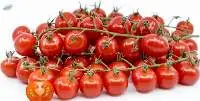 Cherry Tomatoes On The Vine
