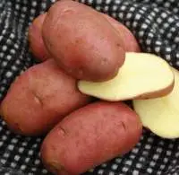 Fir Apple Potato Pink