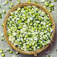 Fresho Sprouts Mixed Gram