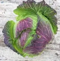 Organic January King Cabbage