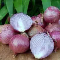 Organic Onion