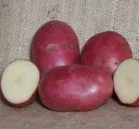 Potato Robinta