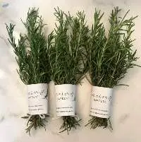 Rosemary  