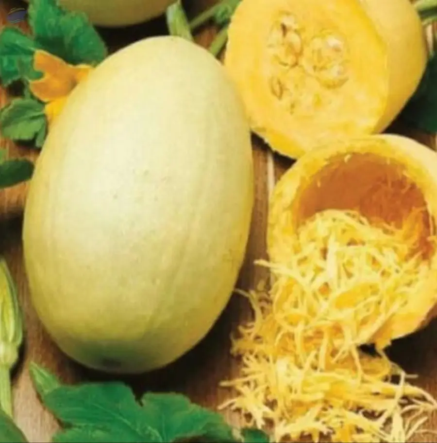 Spaghetti Squash