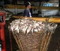 Fish Meal