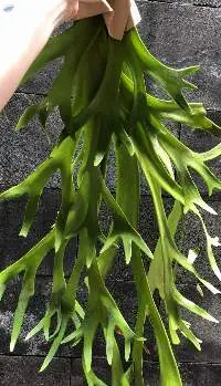 Platycerium