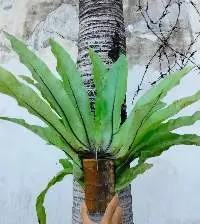 Aspelenium Nidus Flower