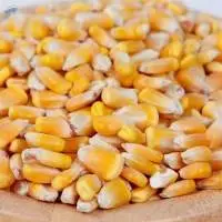 Yellow Maize/Corn