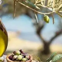 Olive Oil